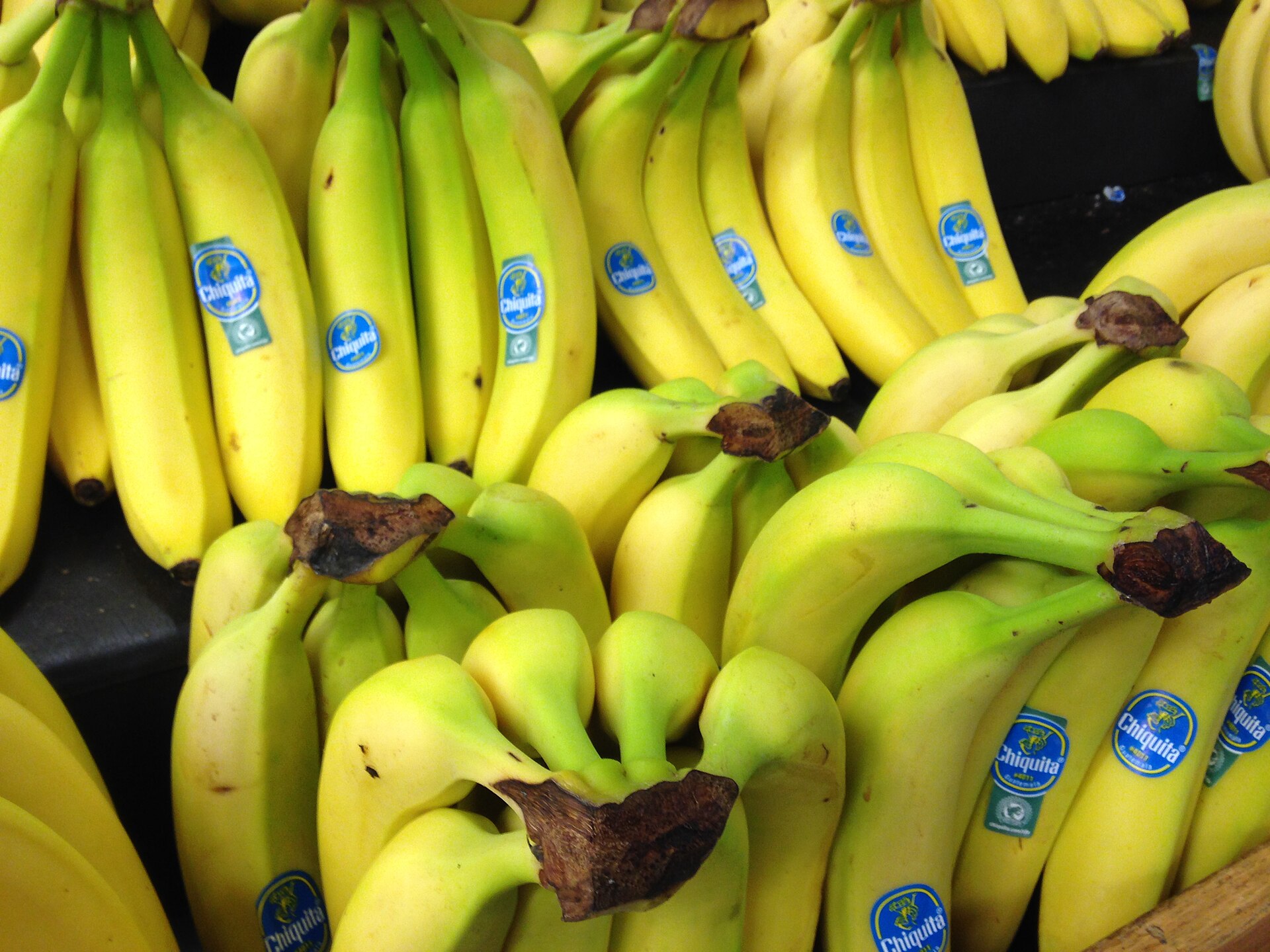 Imagem de referência de United Fruit Company, descrito nos dados abertos como companhia produtora e distribuidora de bananas