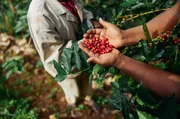 Ranking com as 100 melhores cafeterias da América Latina tem 12 brasileiras