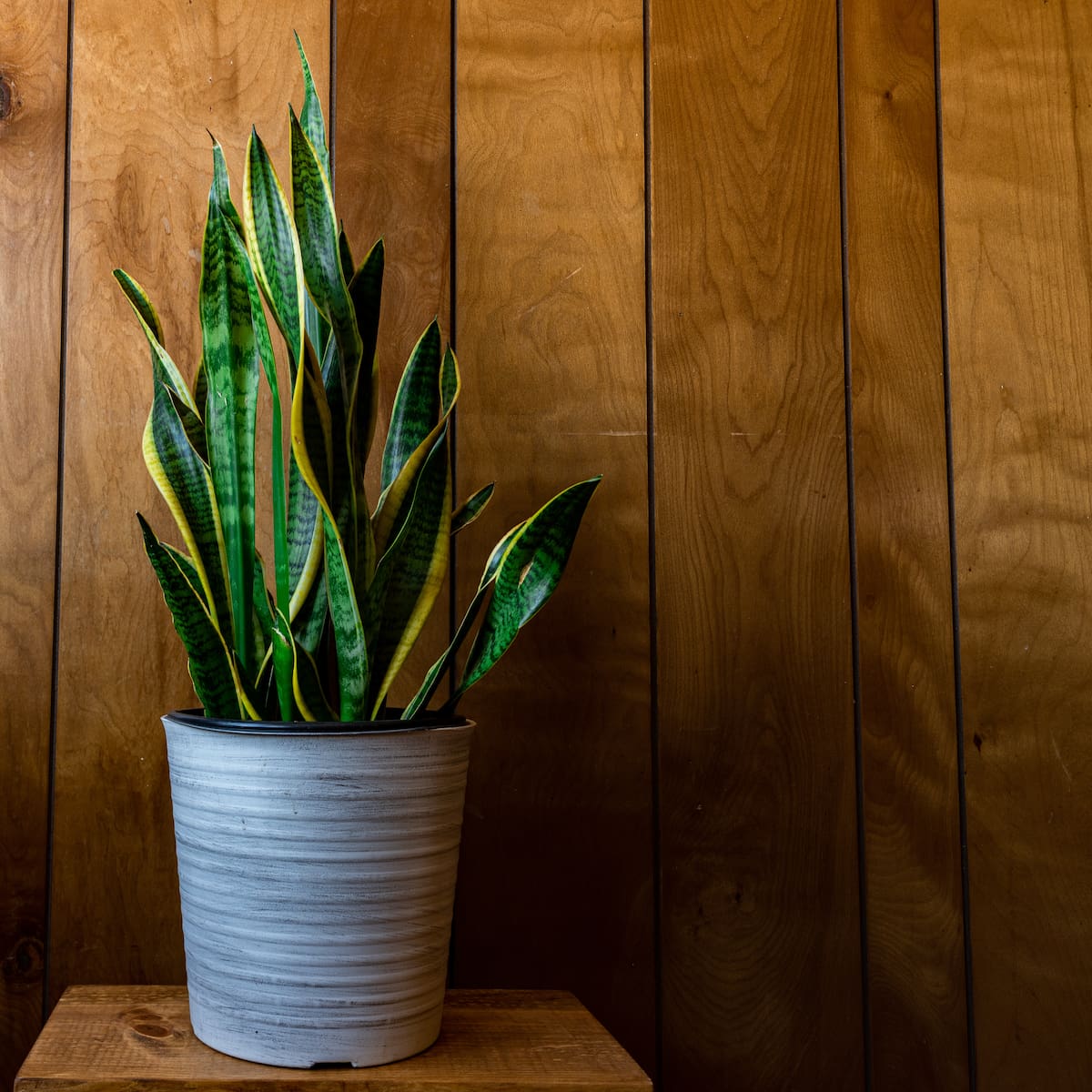 No todas las plantas aportan la misma energía al hogar, según el Feng Shui (Foto: Freepik)