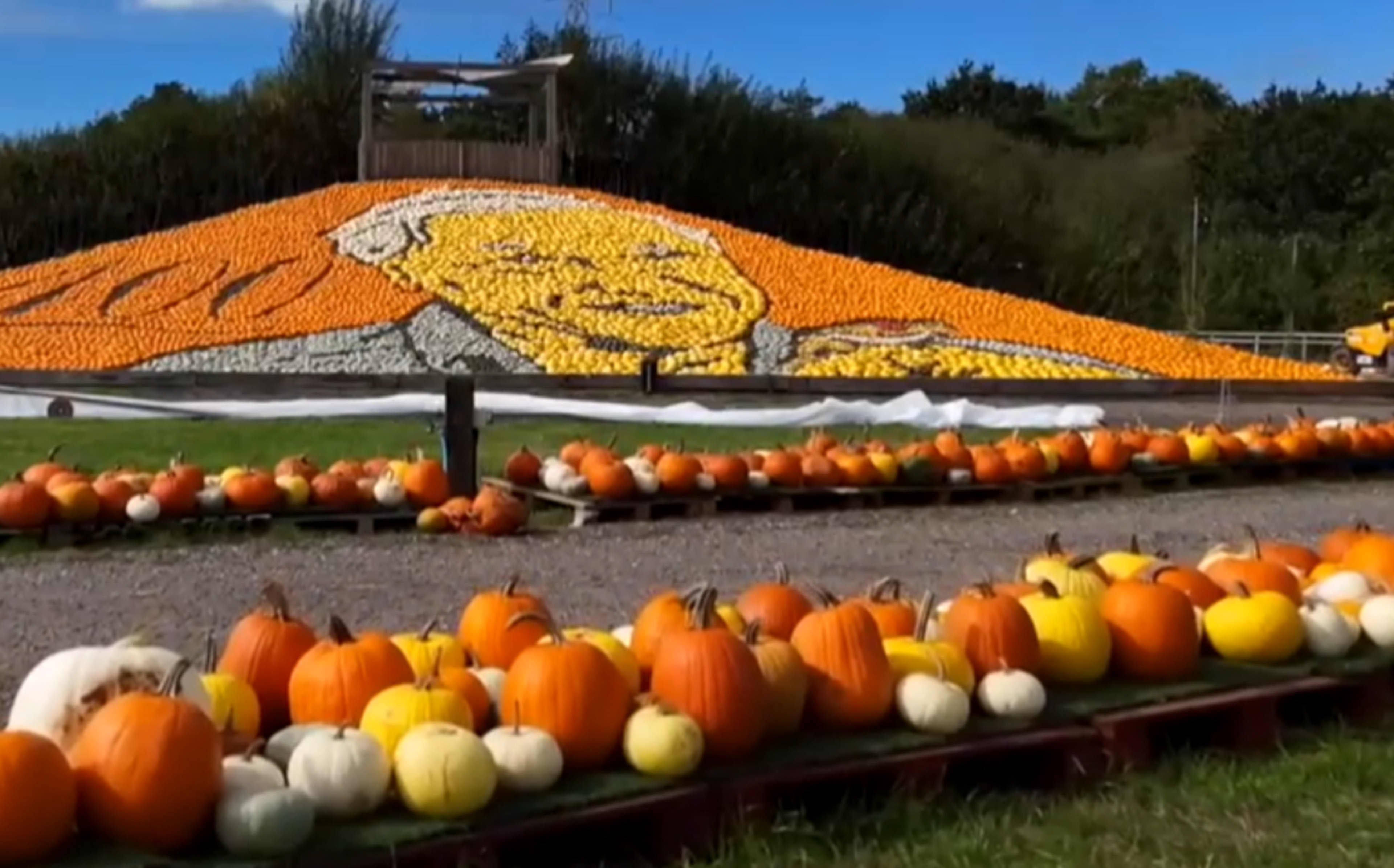 A British farm has unveiled a giant pumpkin mosaic of Sir David Attenborough to celebrate the naturalist's 100th birthday.