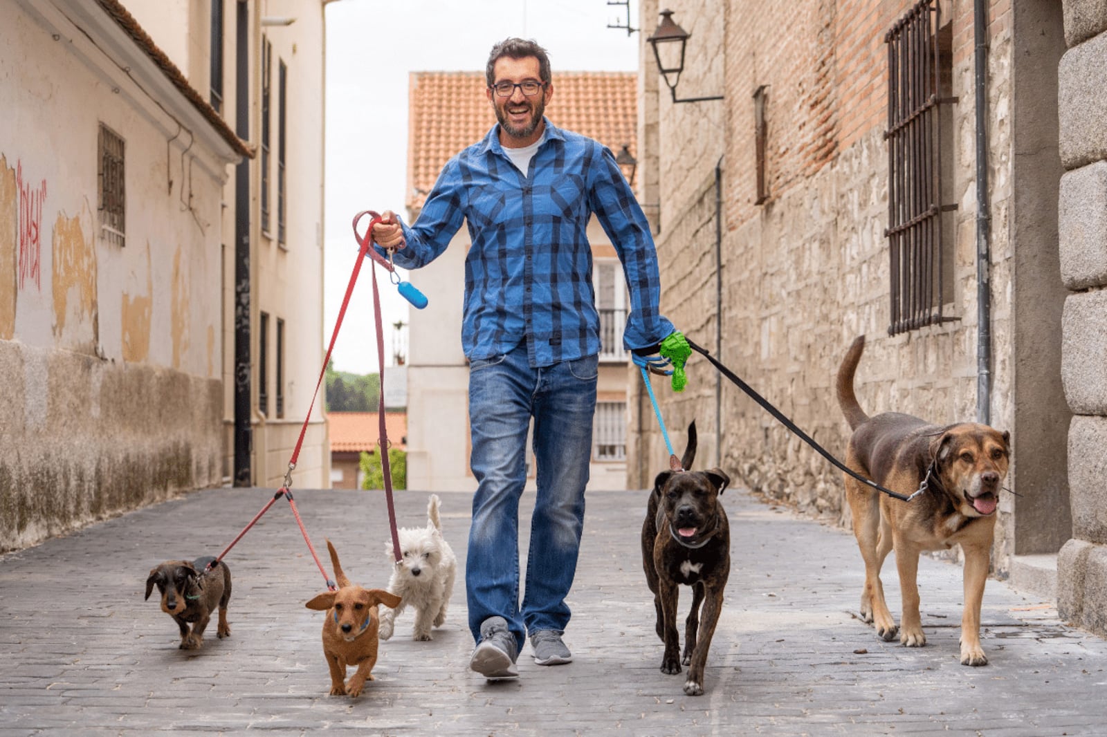 O que é preciso para ser passeador de cães? Veja como trabalhar como dog walker com segurança e profissionalismo Portal EdiCase