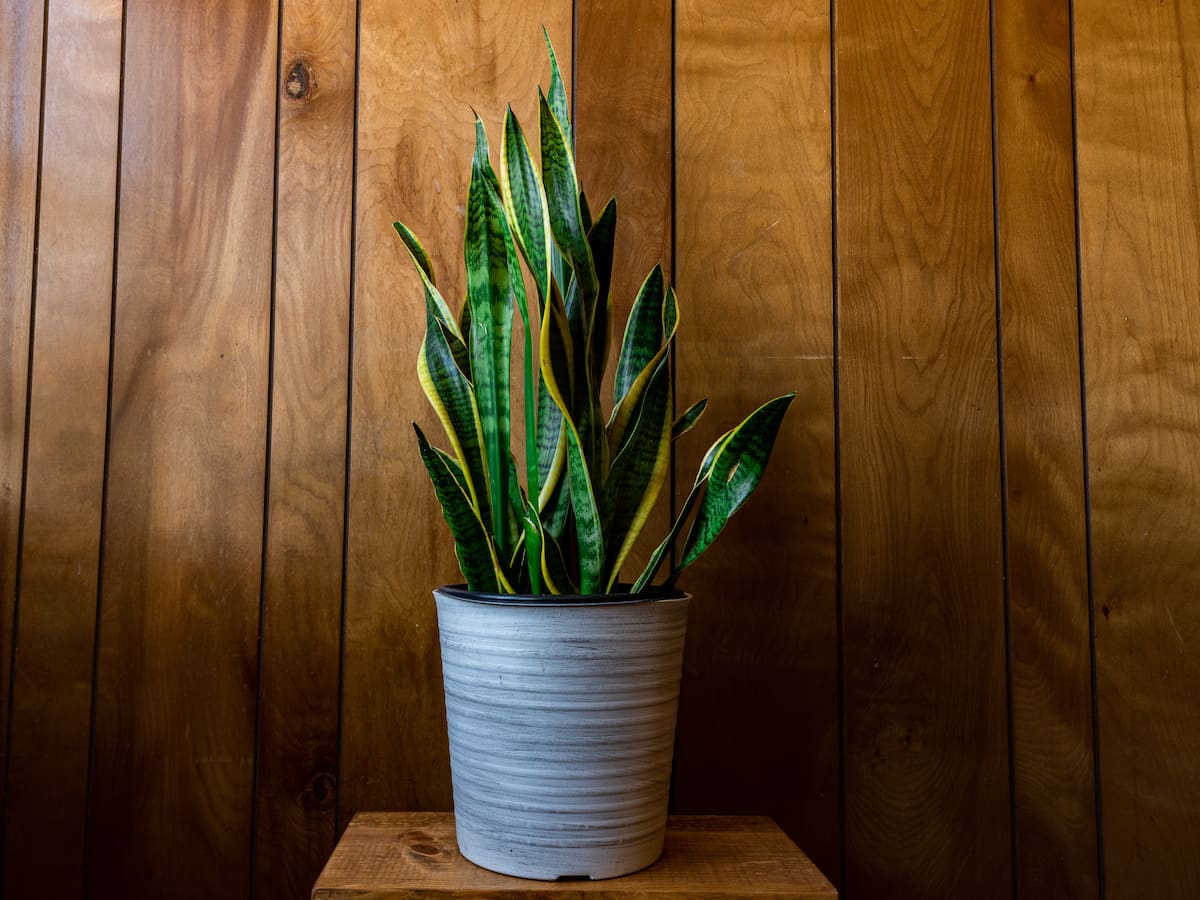 No todas las plantas aportan la misma energía al hogar, según el Feng Shui (Foto: Freepik)