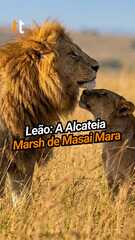 Leão, do Disney+, dentro do próprio safari no Quênia