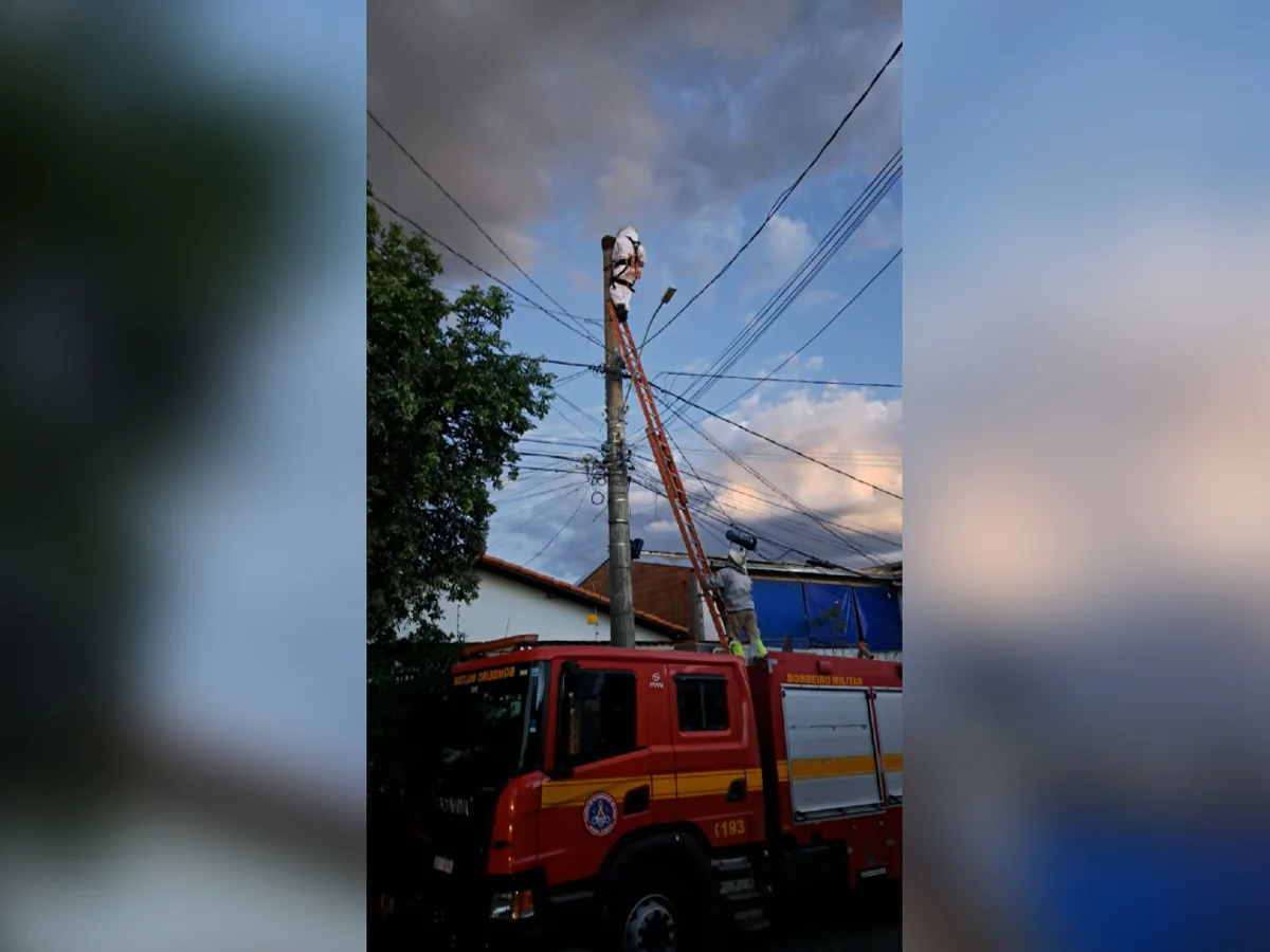 Irmãos são atacados por enxame de abelhas e homem tem parada cardíaca em MG