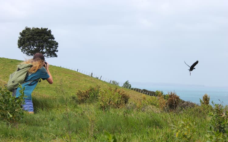 Joseph Knight on his knees in a grassy off-track area at Shakespear Regional Park, takes photos of a bird as it flies off.