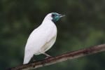 Estudo aponta que duas aves brasileiras estão entre as mais barulhentas