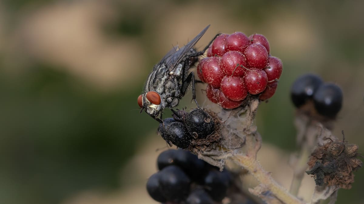 Para el experimento, los expertos utilizaron moscas de frutas