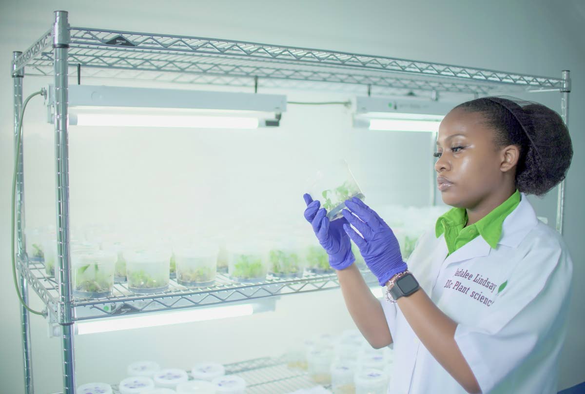 Jadalee Lindsay applies theory to reality as she examines germinating plants in the tissue culture lab during her tenure at the College of Agriculture, Science and Education.