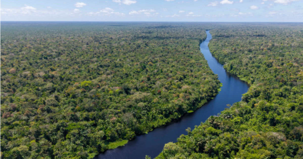 Planos dos candidatos para o meio ambiente focam no combate ao desmatamento e 'mostram consenso discursivo amplo', analisam especialistas