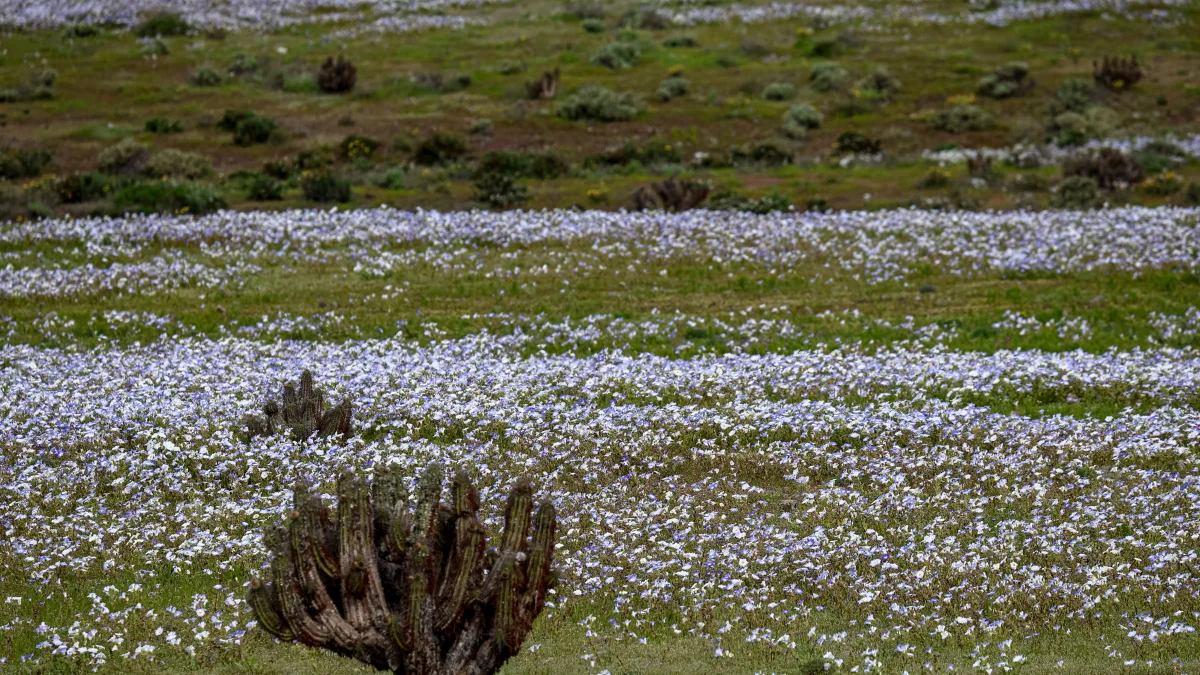 Deserto ganha "tapete de flores" após chuvas intensas causadas pelo El Niño