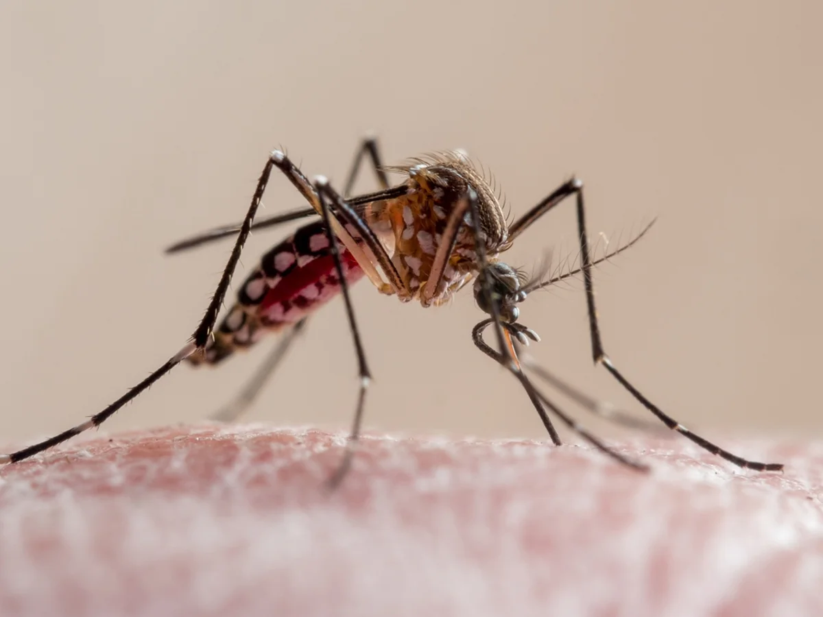 Dengue: condados da Flórida declaram emergência após surto; 1 pessoa morreu