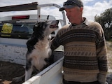 Border collie on back of ute gazes into eyes of older man standing alongside