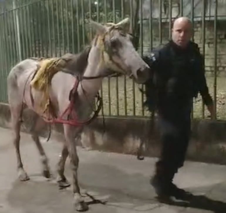 Cavalo é resgatado após ser encontrado ferido e sendo usado para transportar entulho no Rio