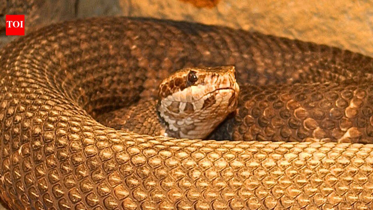 Oklahoma abriga sete cobras venenosas, desde as Cascavéis-da-pradaria e os Cabeças-de-cobre até as Peçonhentas-do-oeste, cada uma com habitats e marcas distintas