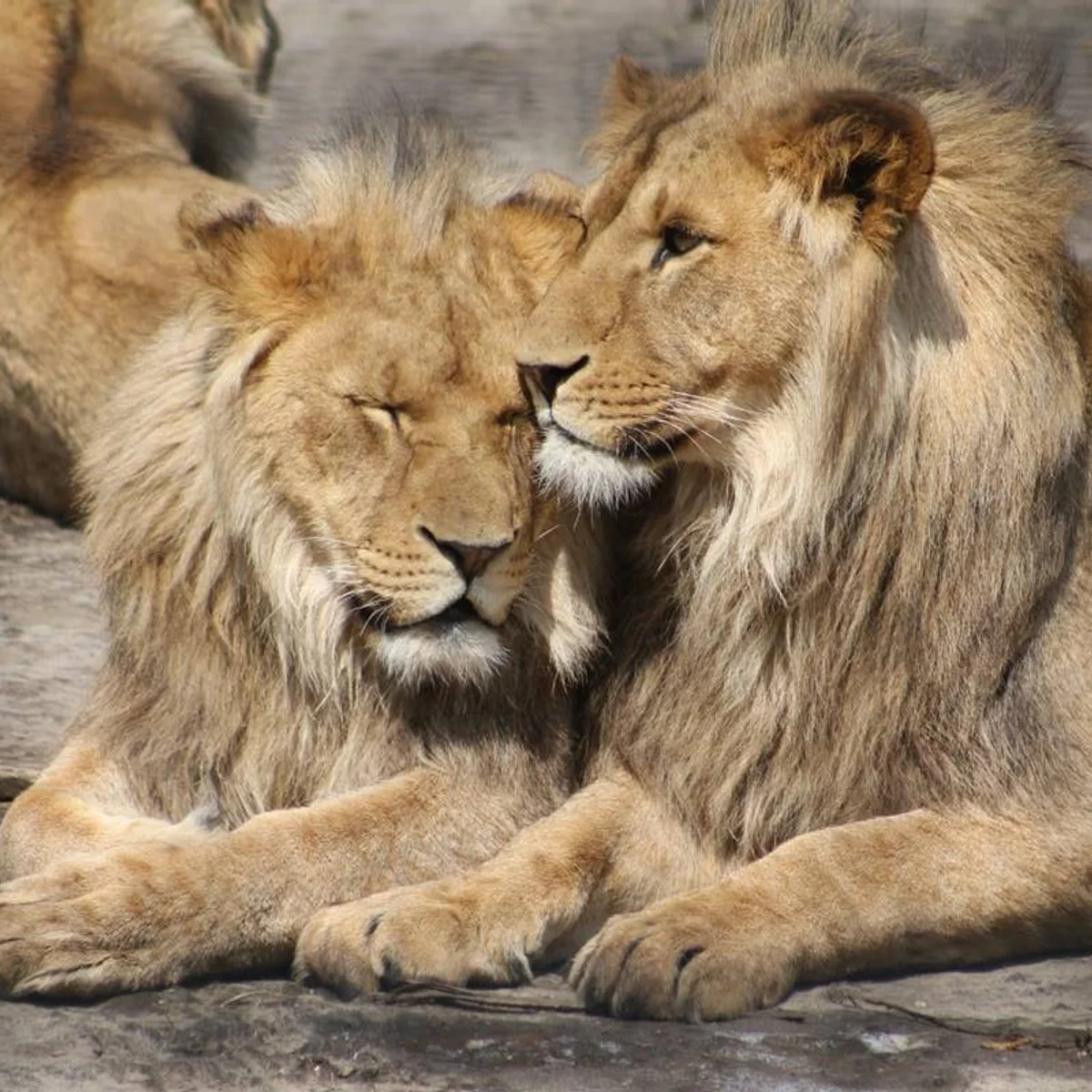 Leões foram mortos por suposto envenenamento em reserva natural na Tanzânia