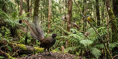 Esse repertório aparece especialmente quando uma fêmea tenta se afastar da área de exibição e também durante a cópula. Foto: Imagem gerada por inteligência artificial / Catraca Livre
