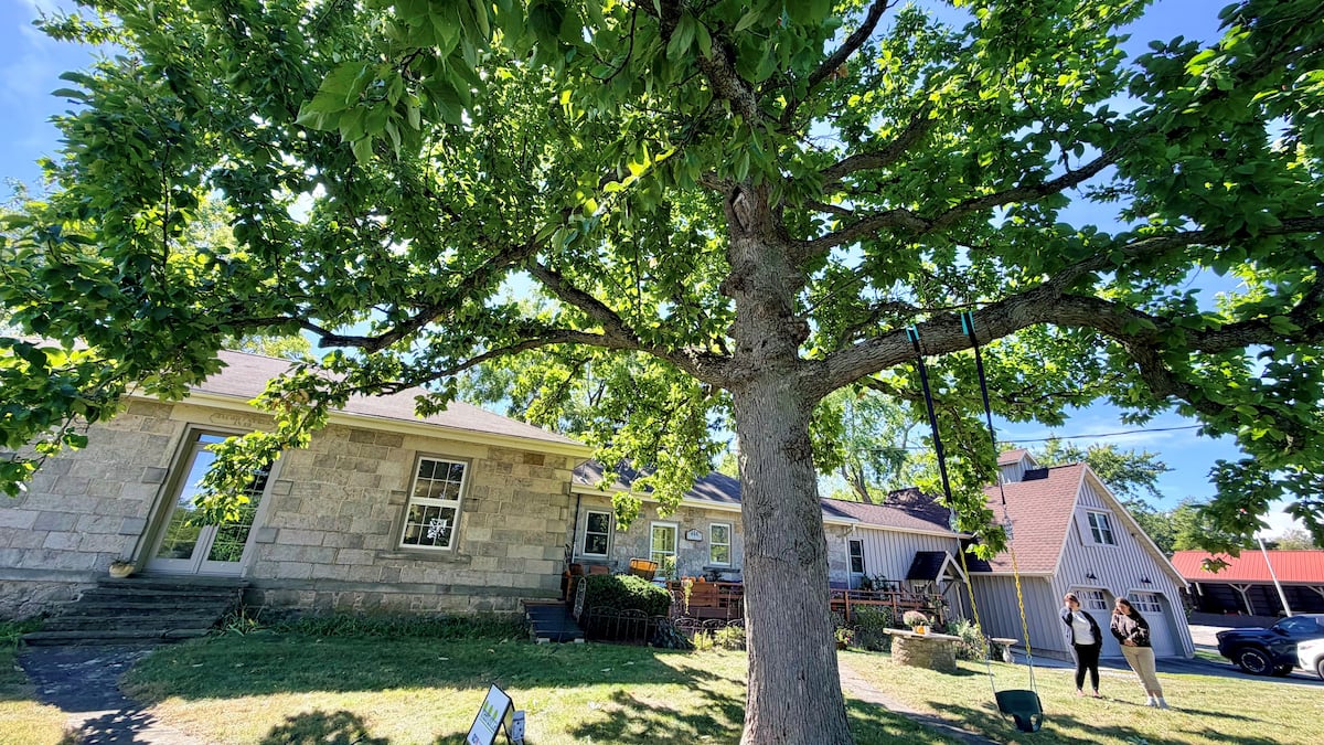 Century-old cucumber magnolia in Brant County crowned winner of Ontario Tree Pageant