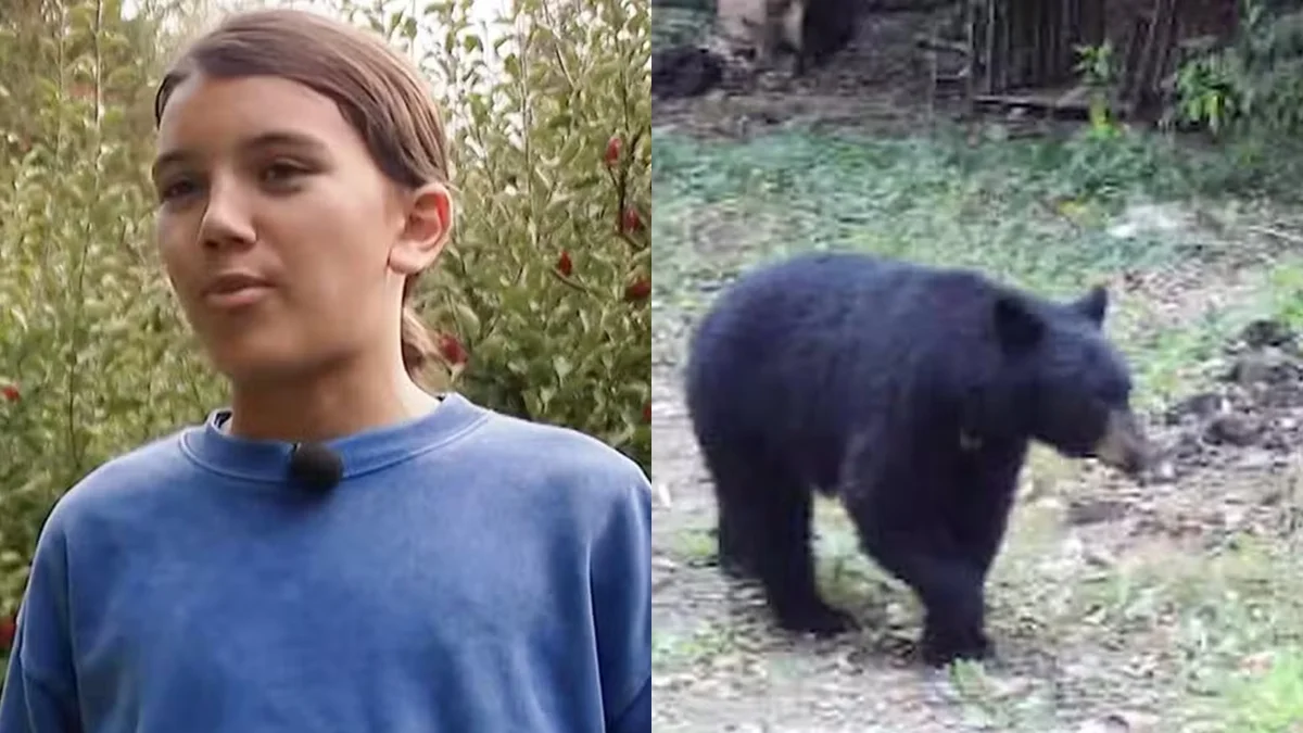 Menino de 12 anos luta com urso, acerta soco e escapa de ataque nos EUA
