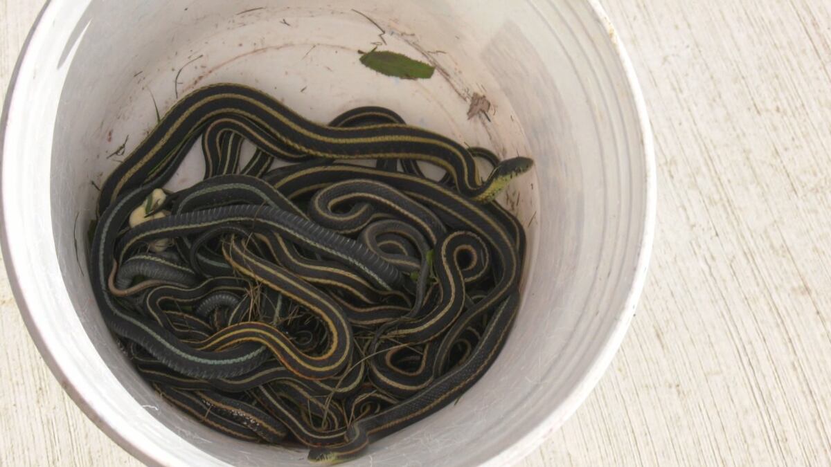‘They are just everywhere’: Garter snakes overrun Interlake community of Eriksdale