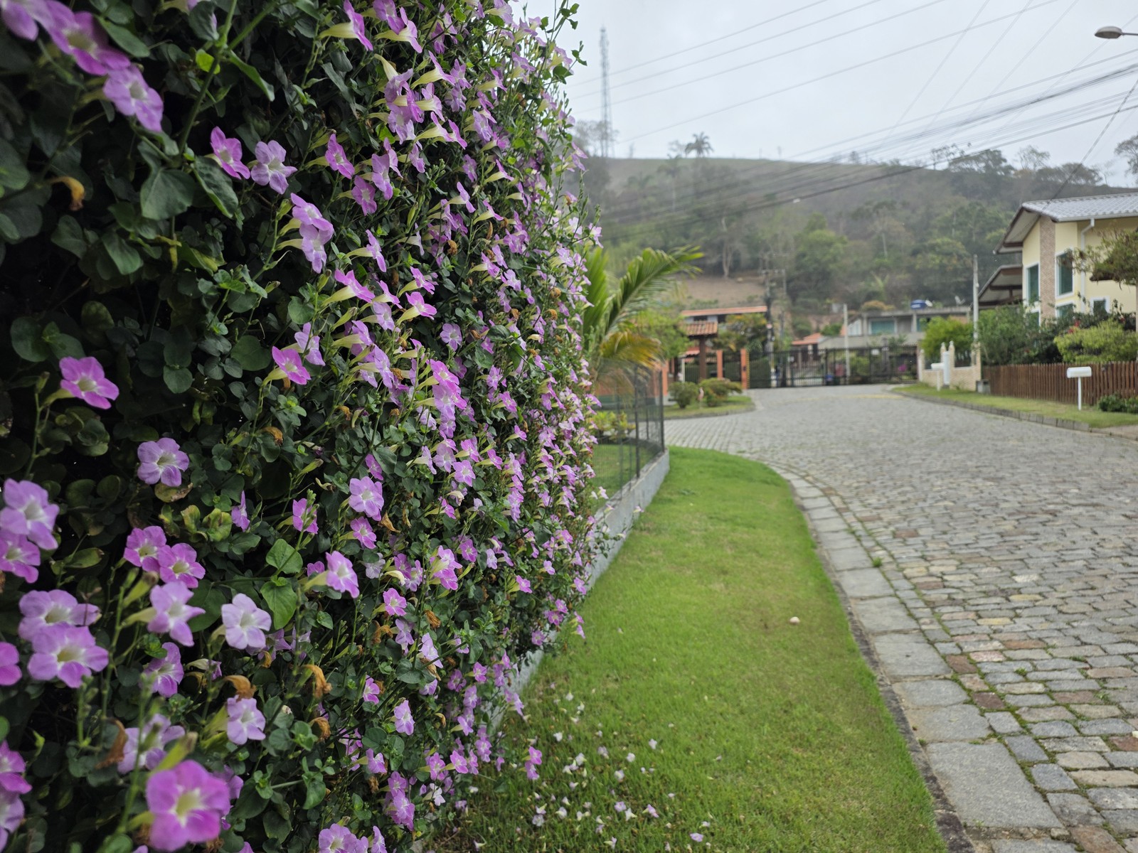 Muro com cerca viva de flores roxas; foto tirada com câmera ultrawide do Galaxy Z Fold 7 — Foto: Ana Letícia Loubak/TechTudo