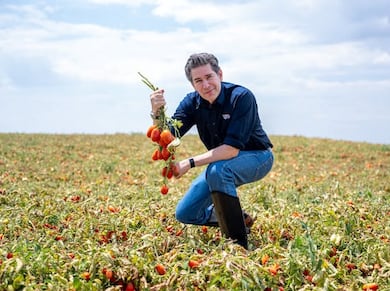 Do híbrido à colheita: como a tecnologia está mudando o cultivo do tomate