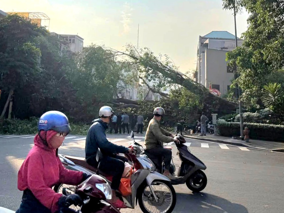 Uma árvore de figo de um prédio tombou e bloqueou a rua Đinh Tiên Hoàng - Võ Thị Sáu, em TP.HCM.