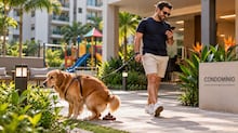 Cachorro de rua entrou no condomínio e matou pet de morador: condomínio foi condenado